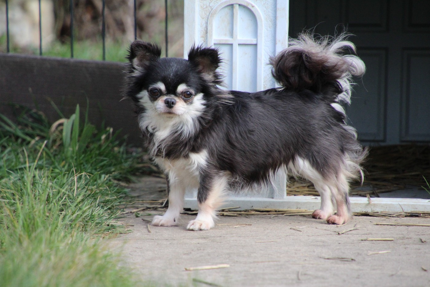 Torvi des Terres de la Faisanderie