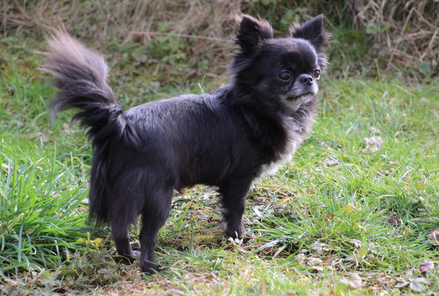 Urielle des Terres de la Faisanderie