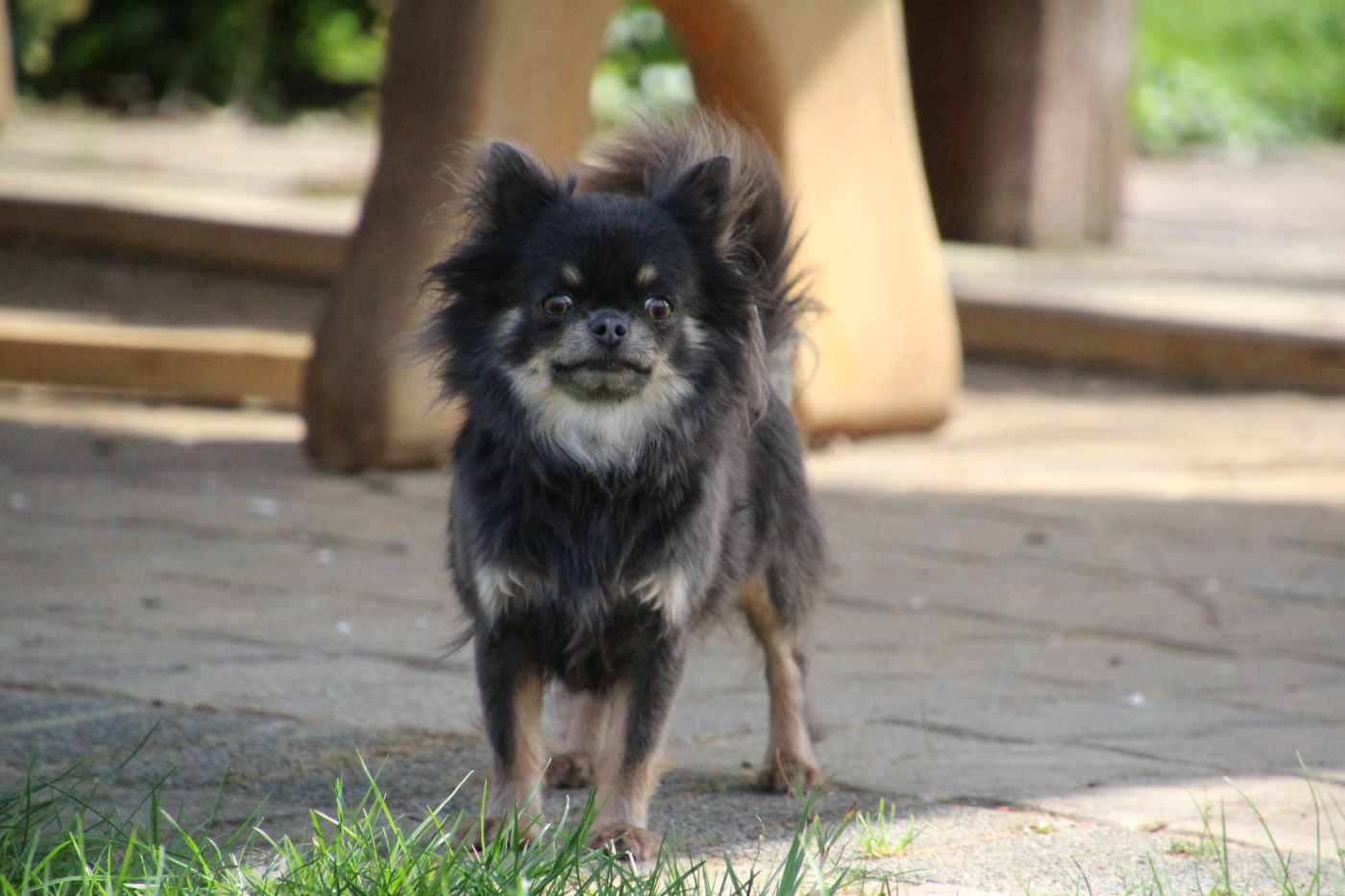 Selenia des Terres de la Faisanderie