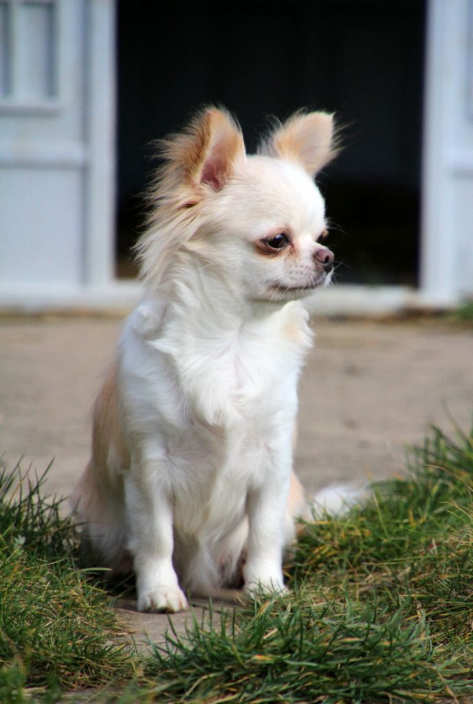 Tessy belle du Diamant d'Or