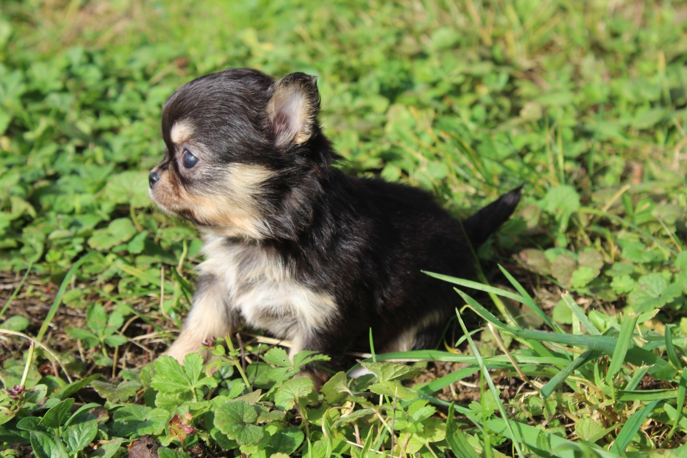 APPOLINE HAPPY ENDING  des Terres de la Faisanderie