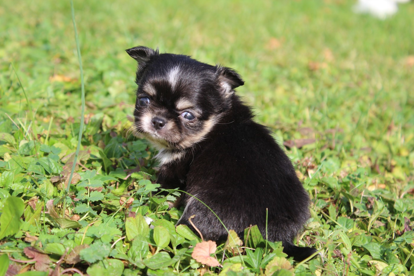 ARANIA EXUMAI  des Terres de la Faisanderie