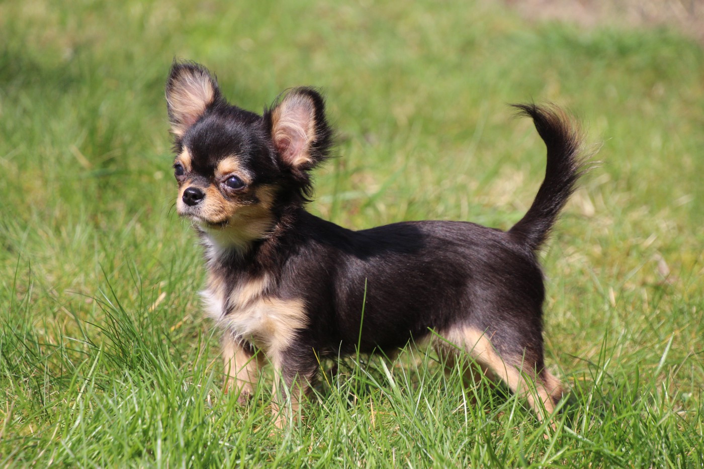 APPOLINE HAPPY ENDING  des Terres de la Faisanderie