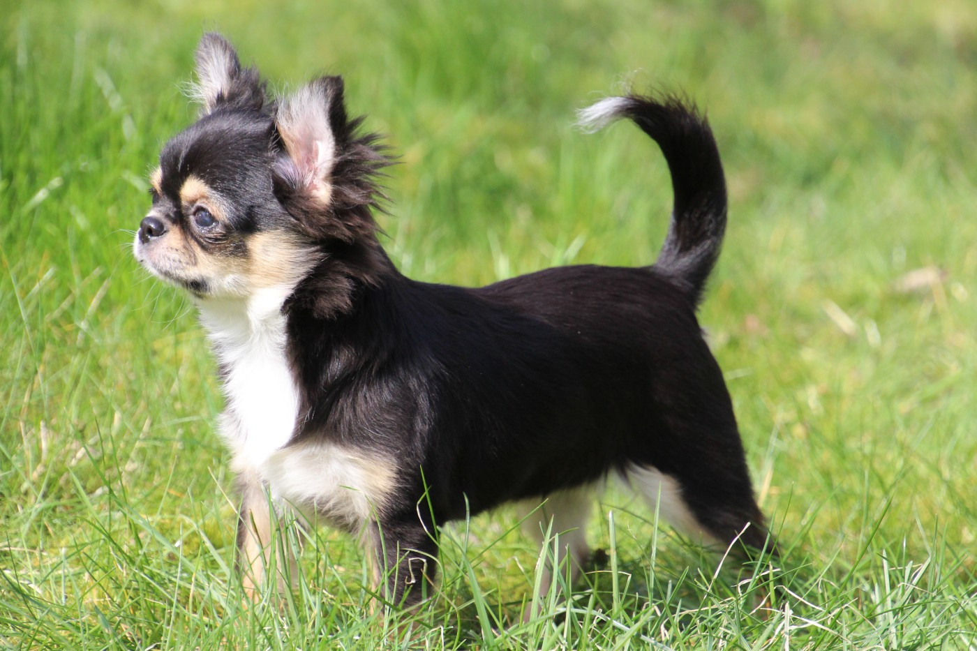 ARANIA EXUMAI  des Terres de la Faisanderie