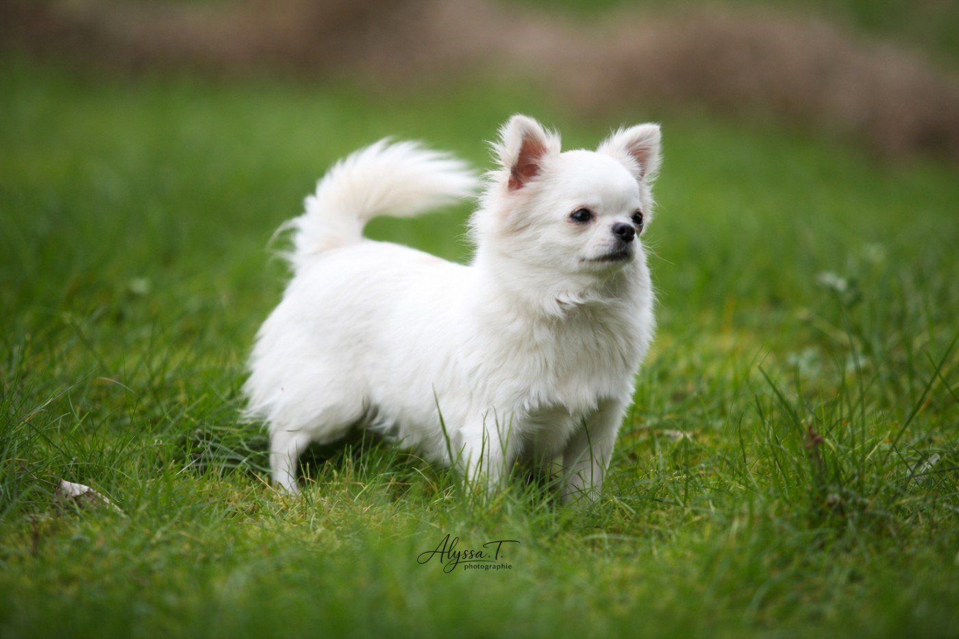 AVADA KEDAVRA  des Terres de la Faisanderie