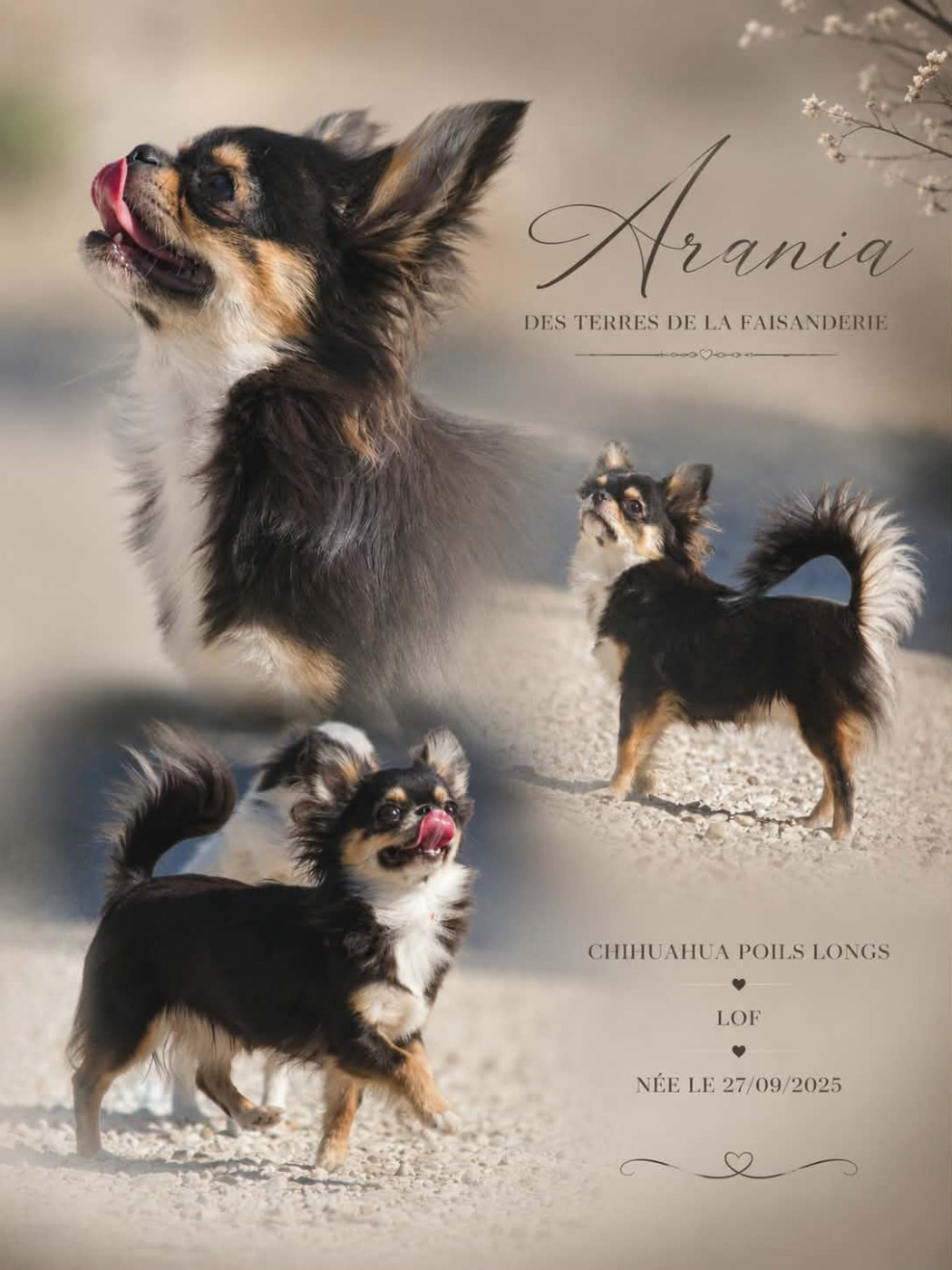 ARANIA EXUMAI  des Terres de la Faisanderie