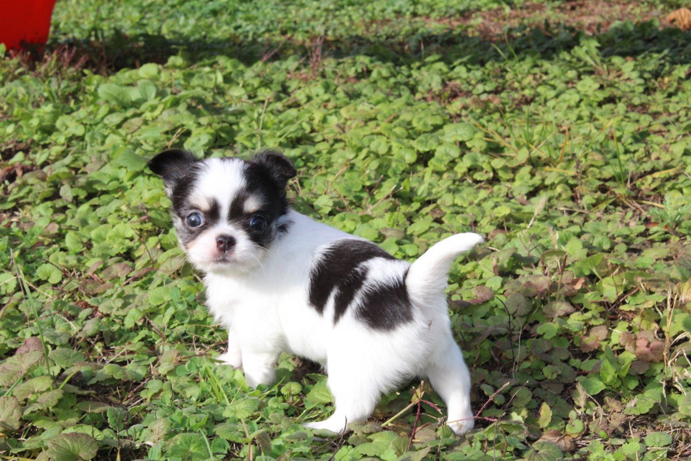 ASTRAË LYANDRA  des Terres de la Faisanderie