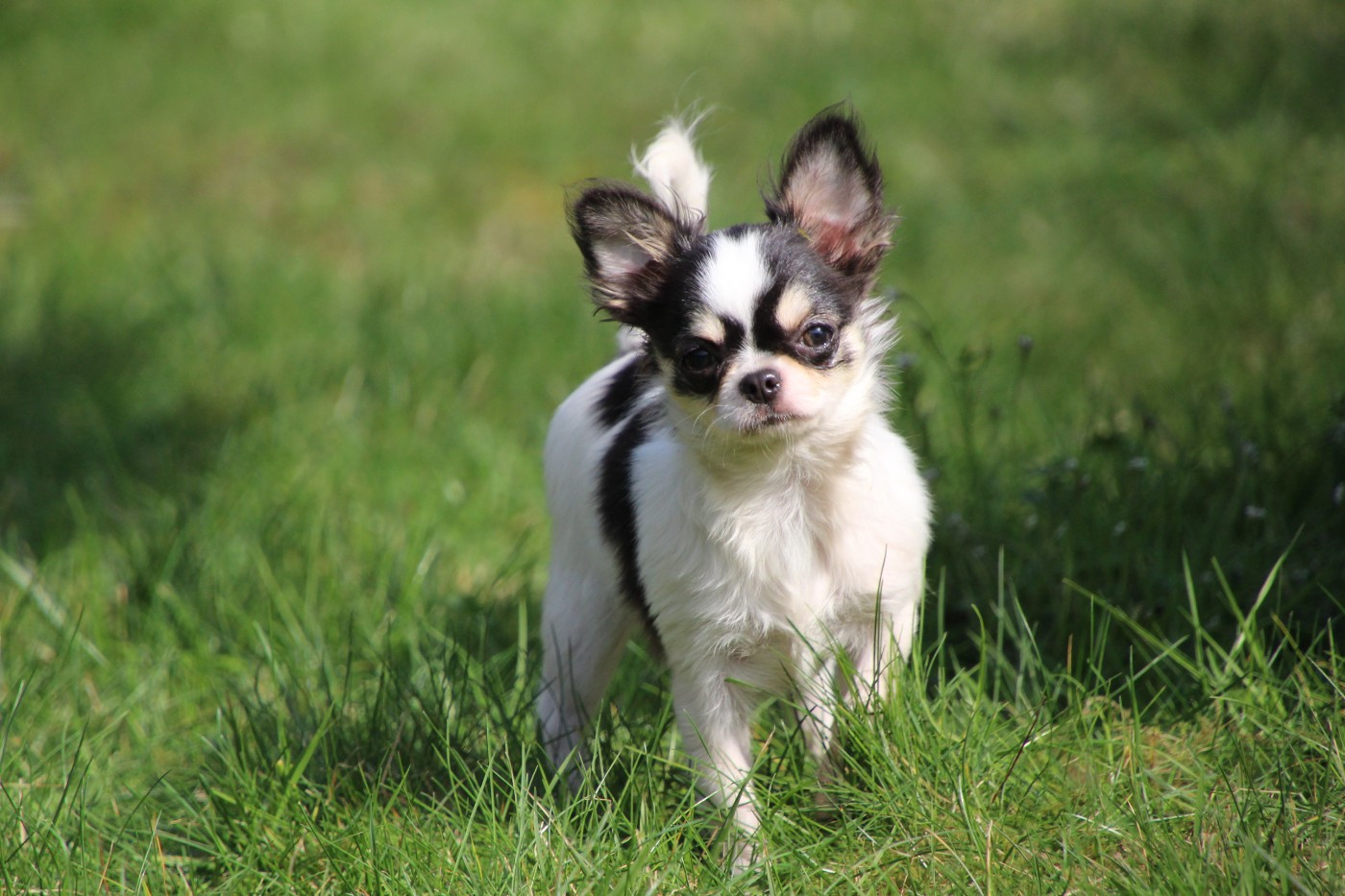 ASTRAË LYANDRA  des Terres de la Faisanderie