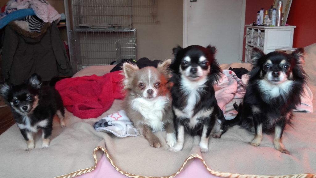 Mes amours