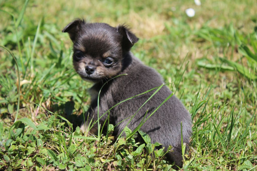 des Terres de la Faisanderie - Chiots disponibles - Chihuahua