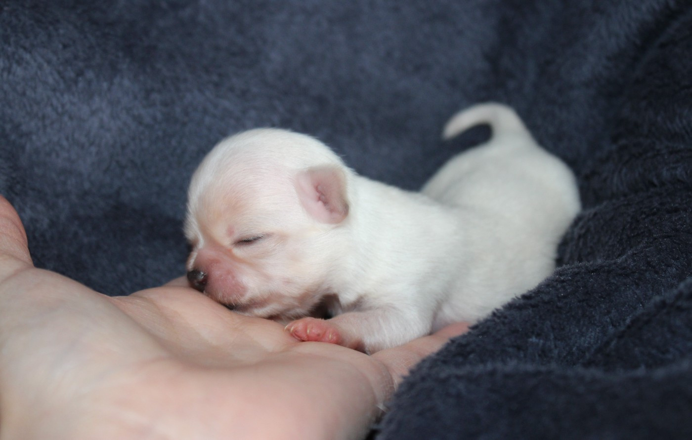 des Terres de la Faisanderie - Chiots disponibles - Chihuahua