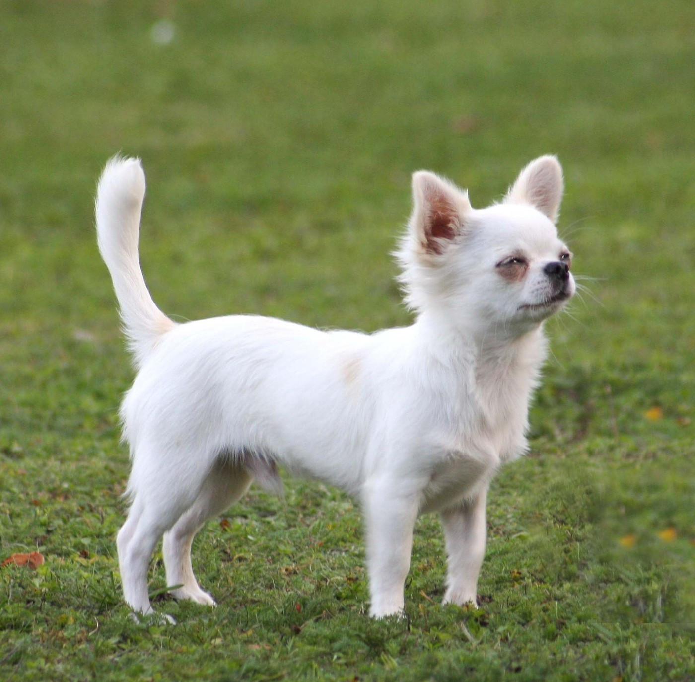 des Terres de la Faisanderie - Chiots disponibles - Chihuahua