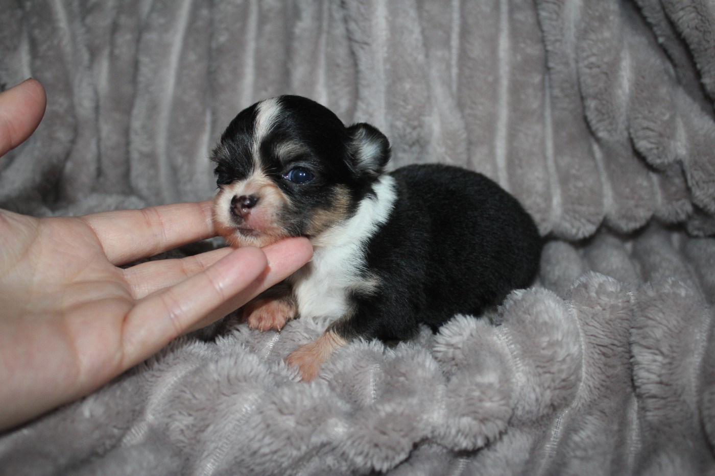 des Terres de la Faisanderie - Chiots disponibles - Chihuahua