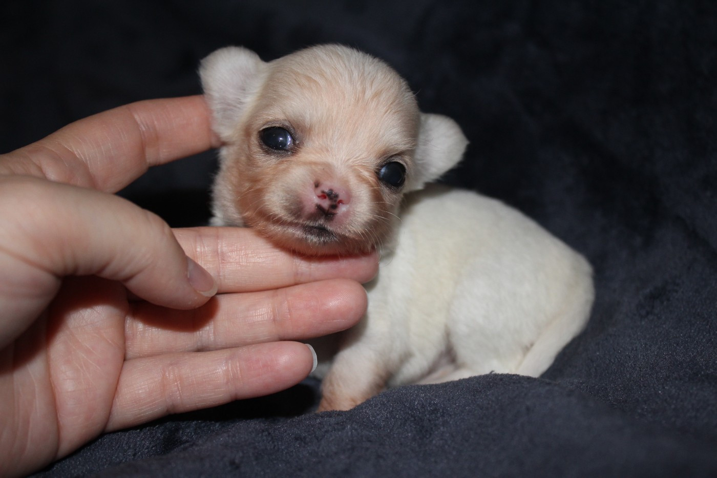 des Terres de la Faisanderie - Chiots disponibles - Chihuahua