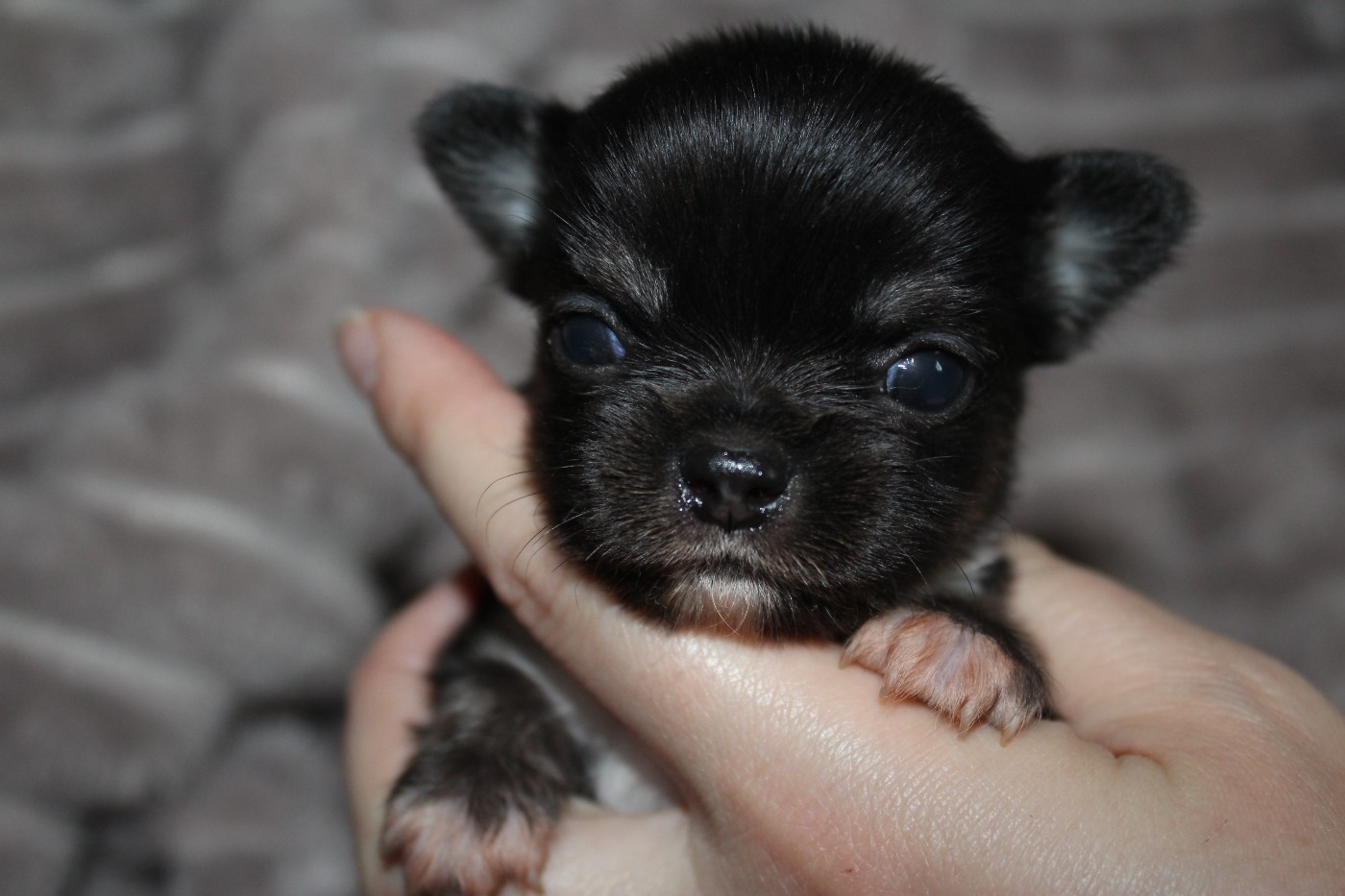 des Terres de la Faisanderie - Chiots disponibles - Chihuahua