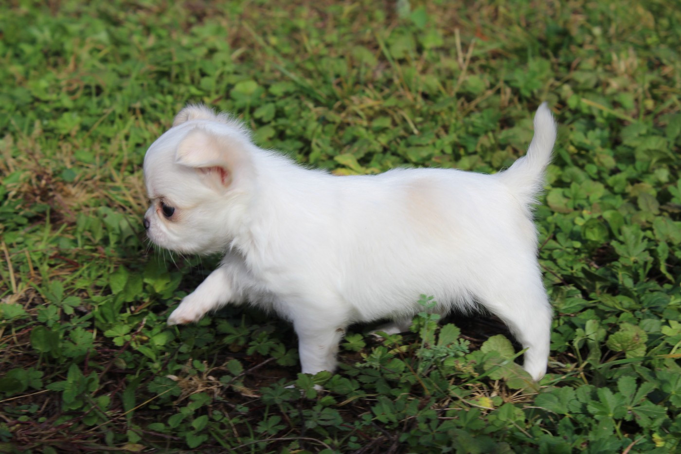 des Terres de la Faisanderie - Chiots disponibles - Chihuahua