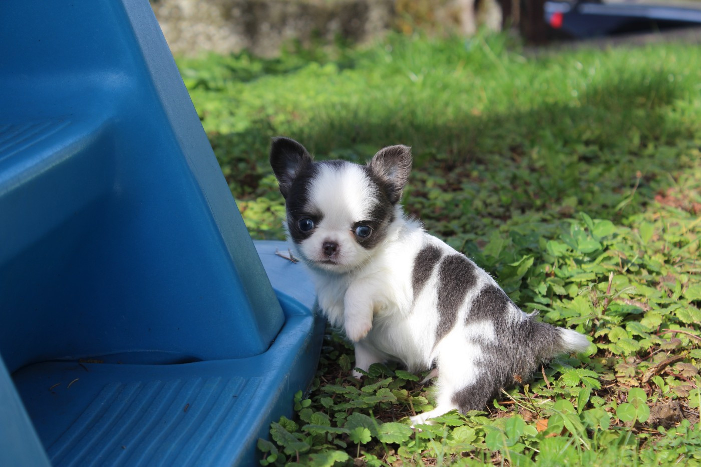 des Terres de la Faisanderie - Chiots disponibles - Chihuahua