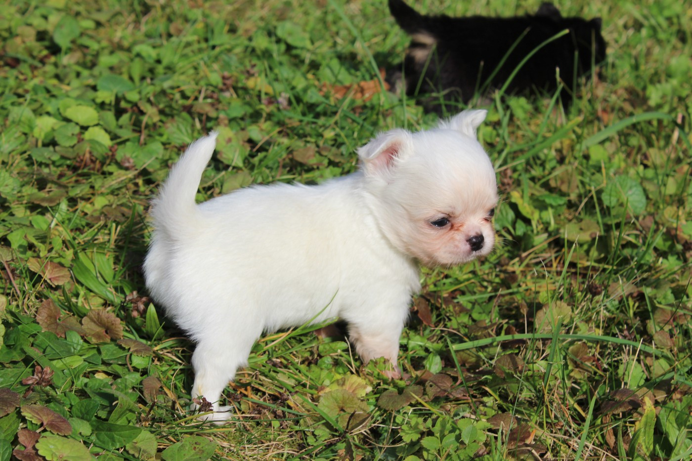des Terres de la Faisanderie - Chiots disponibles - Chihuahua