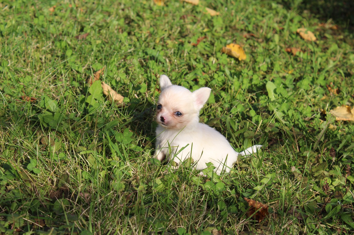 des Terres de la Faisanderie - Chiots disponibles - Chihuahua