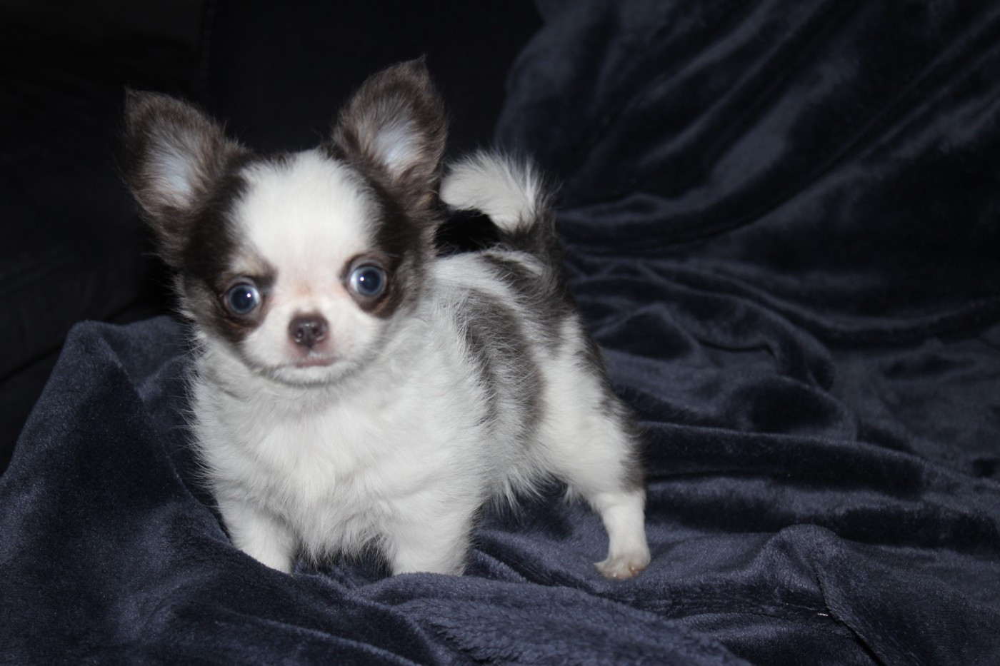 des Terres de la Faisanderie - Chiots disponibles - Chihuahua