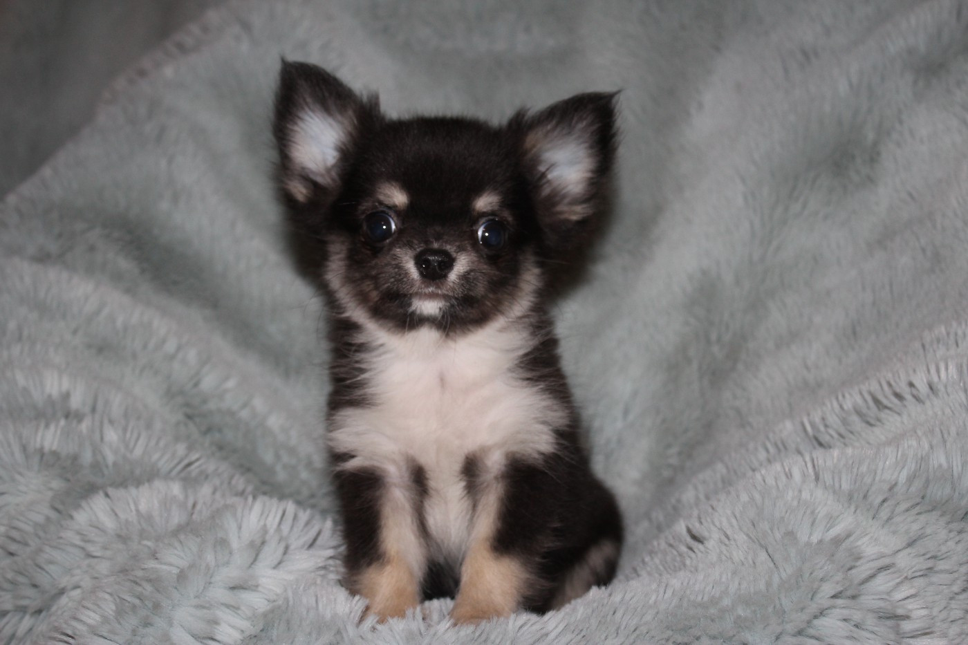 des Terres de la Faisanderie - Chiots disponibles - Chihuahua