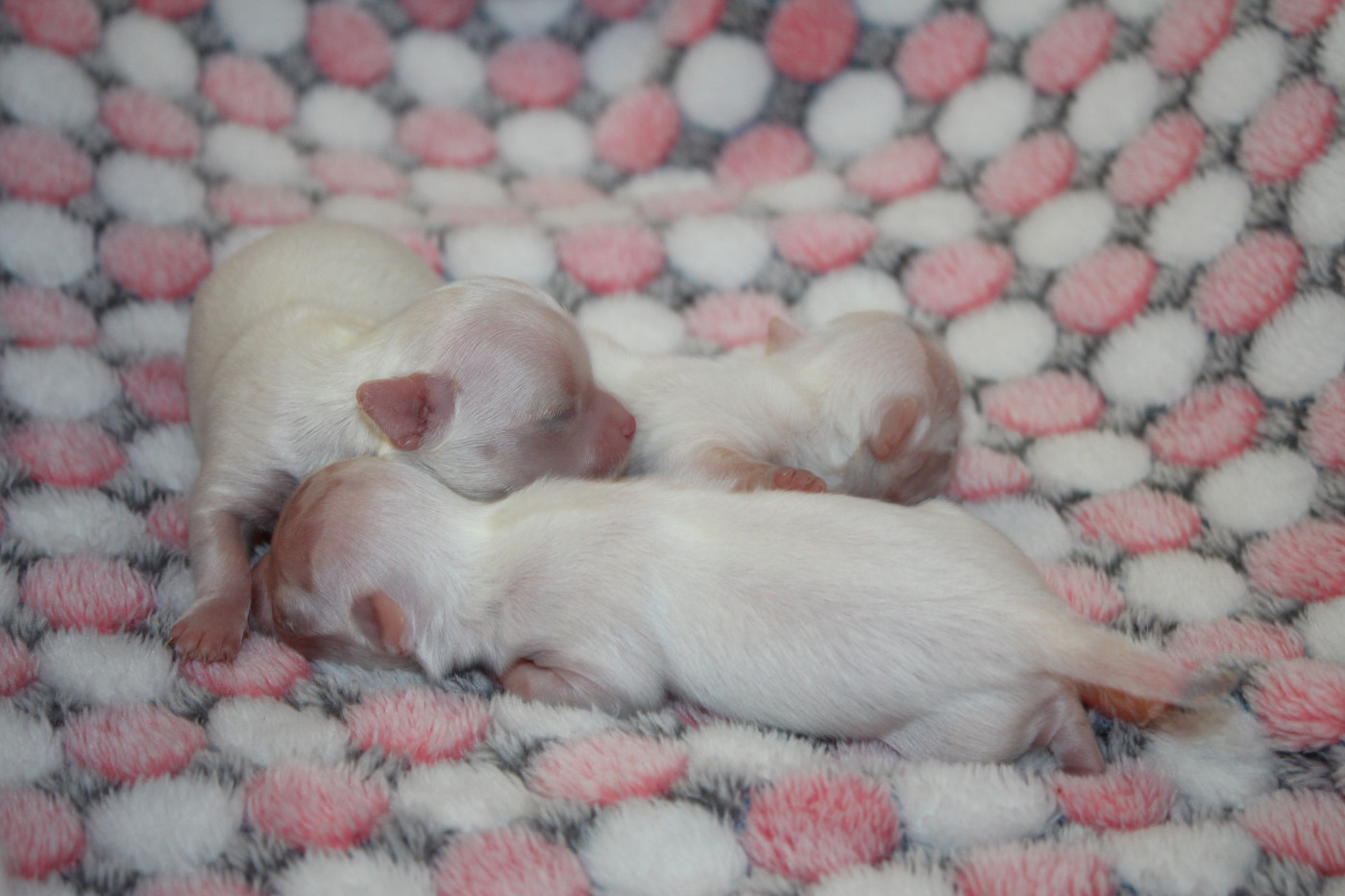 Chiot Chihuahua des Terres de la Faisanderie