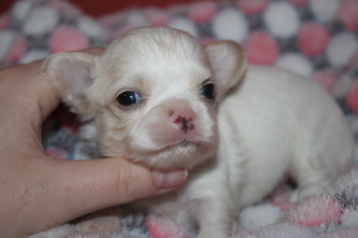 des Terres de la Faisanderie - Chiots disponibles - Chihuahua