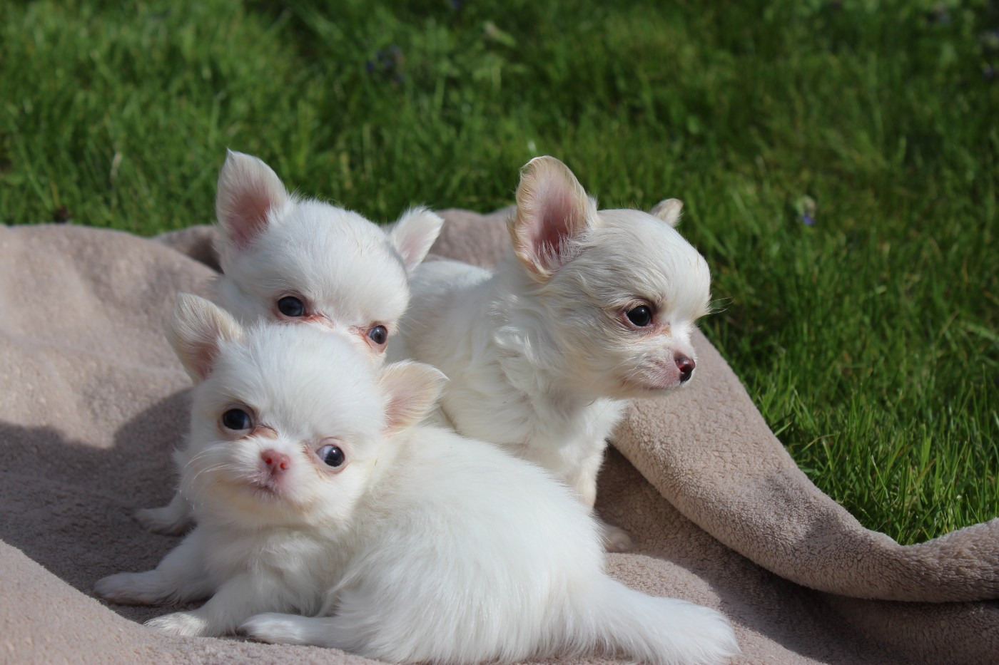 Chiot Chihuahua des Terres de la Faisanderie