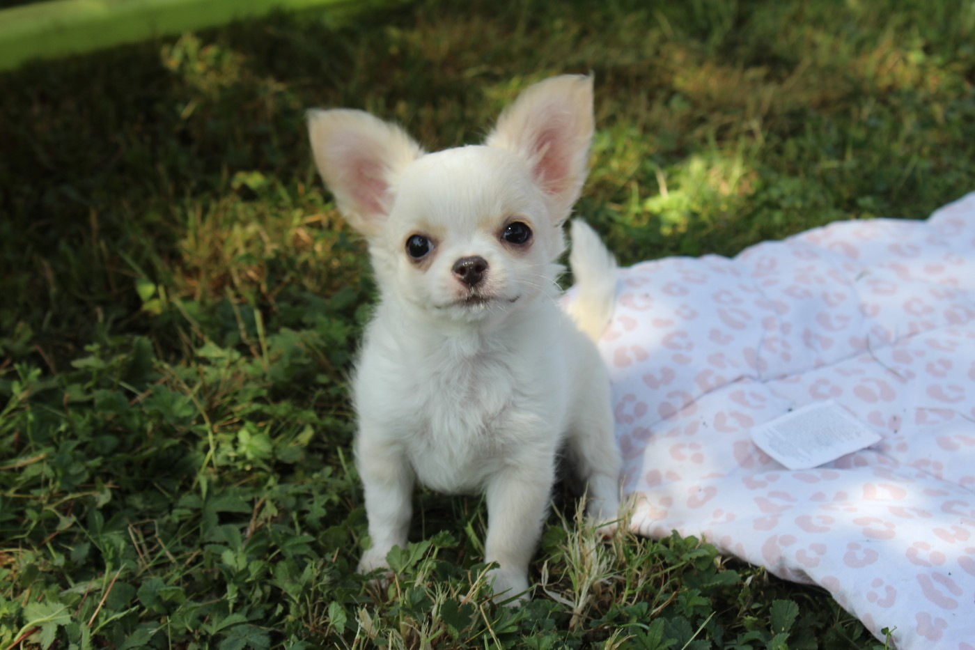 des Terres de la Faisanderie - Chiots disponibles - Chihuahua