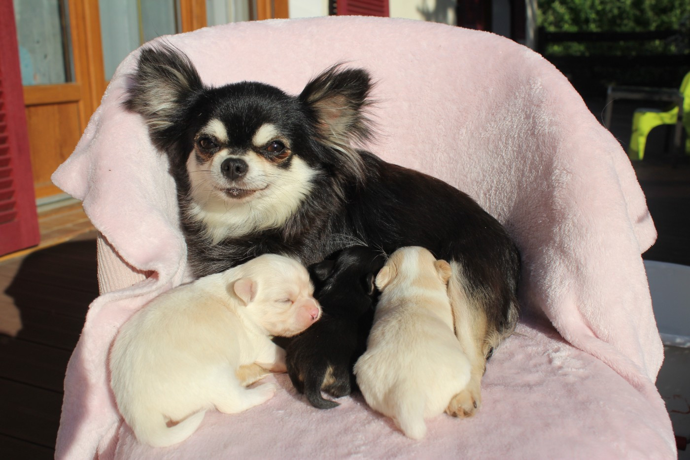 Chiot Chihuahua des Terres de la Faisanderie
