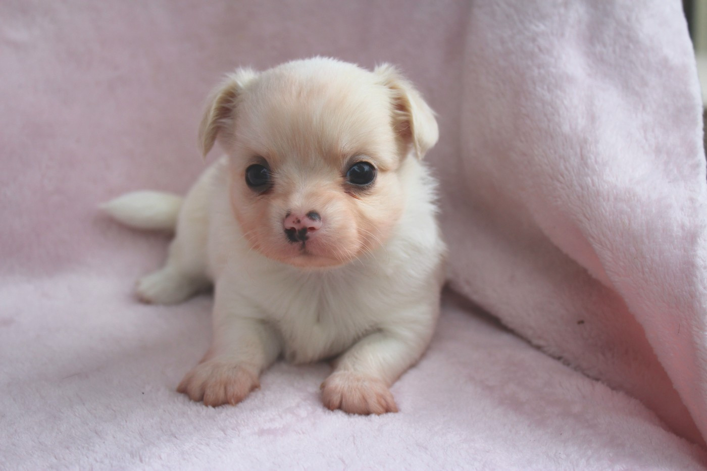 des Terres de la Faisanderie - Chiots disponibles - Chihuahua