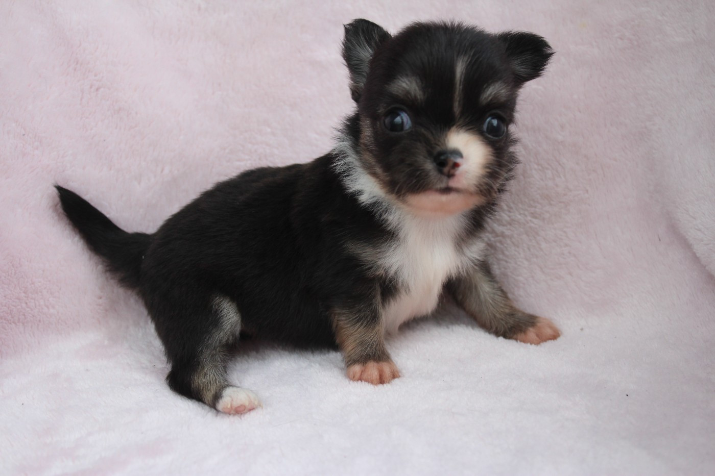 des Terres de la Faisanderie - Chiots disponibles - Chihuahua