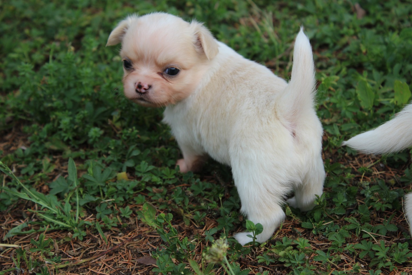 des Terres de la Faisanderie - Chiots disponibles - Chihuahua