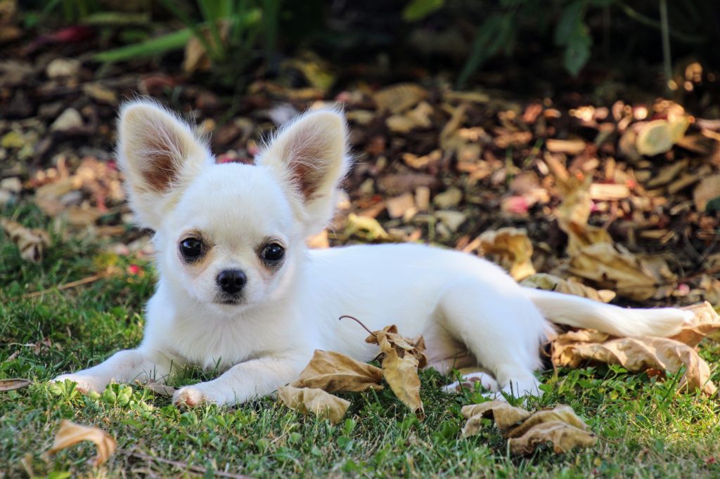 des Terres de la Faisanderie - Chiots disponibles - Chihuahua