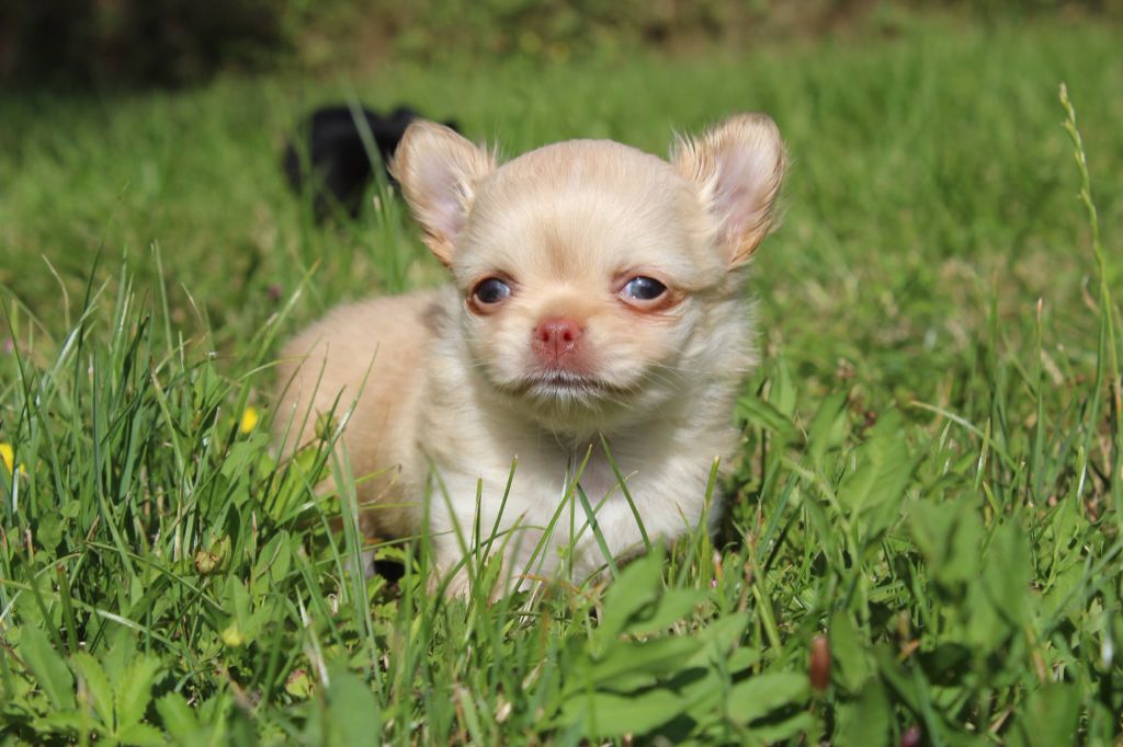 des Terres de la Faisanderie - Chiots disponibles - Chihuahua
