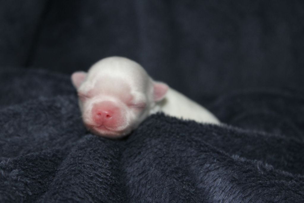 des Terres de la Faisanderie - Chiots disponibles - Chihuahua