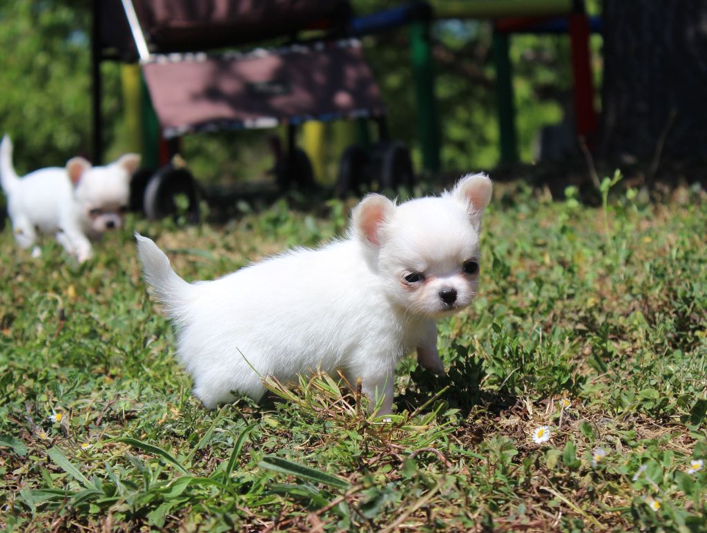des Terres de la Faisanderie - Chiots disponibles - Chihuahua