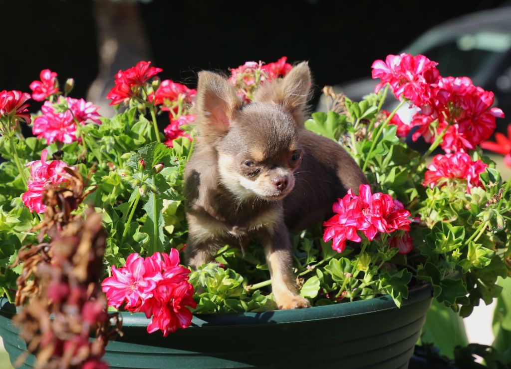 des Terres de la Faisanderie - Chiots disponibles - Chihuahua