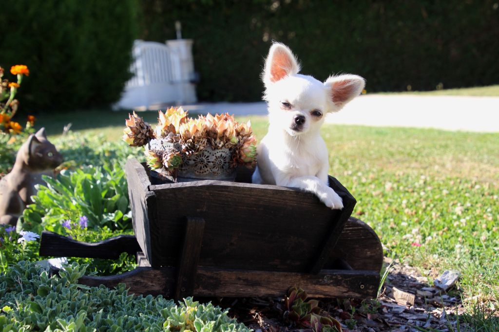 des Terres de la Faisanderie - Chiots disponibles - Chihuahua