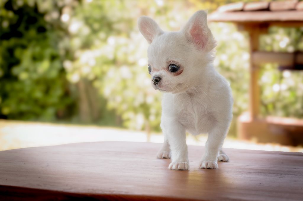 des Terres de la Faisanderie - Chiots disponibles - Chihuahua