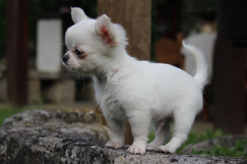 des Terres de la Faisanderie - Chiots disponibles - Chihuahua