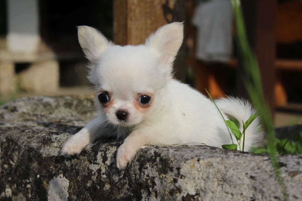 des Terres de la Faisanderie - Chiots disponibles - Chihuahua