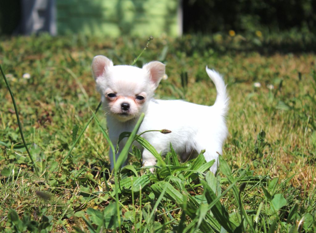 des Terres de la Faisanderie - Chiots disponibles - Chihuahua