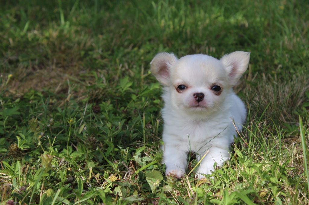 des Terres de la Faisanderie - Chiots disponibles - Chihuahua