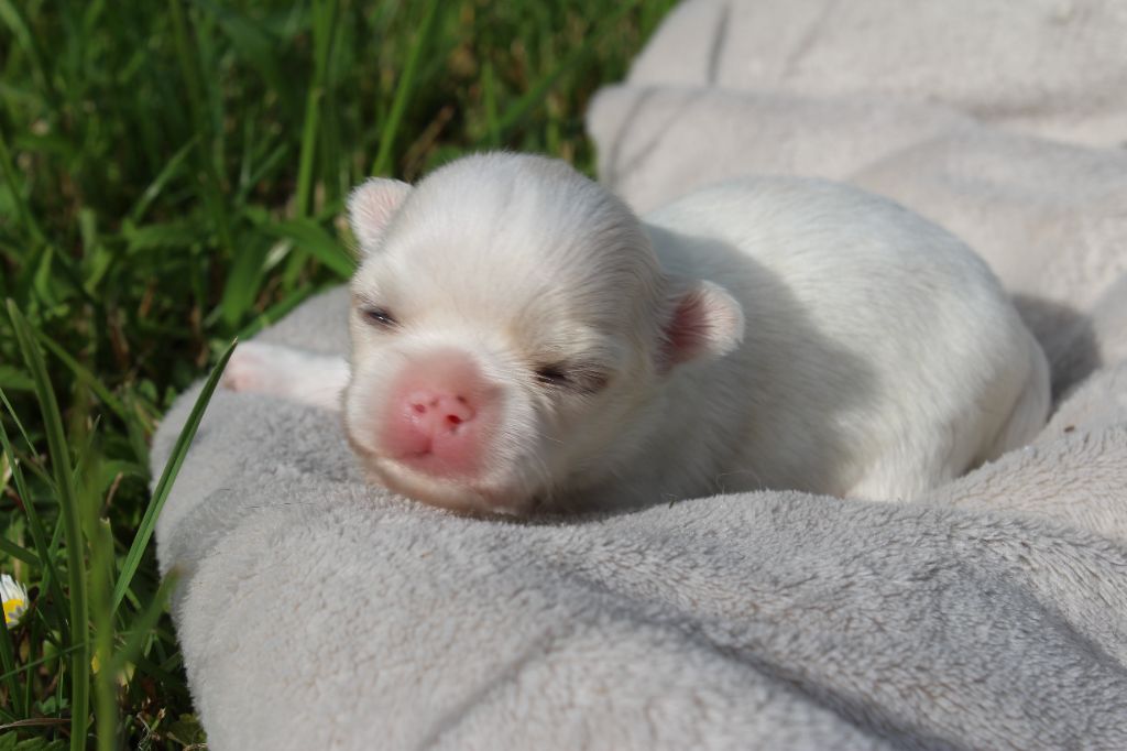 des Terres de la Faisanderie - Chiots disponibles - Chihuahua