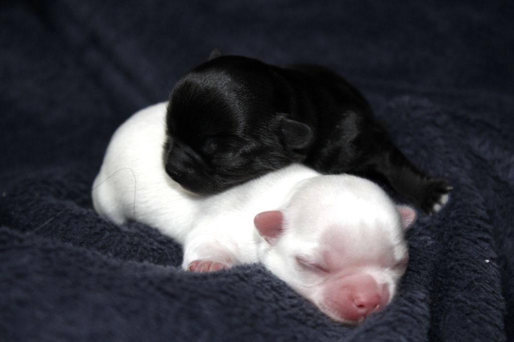 Chiot Chihuahua des Terres de la Faisanderie