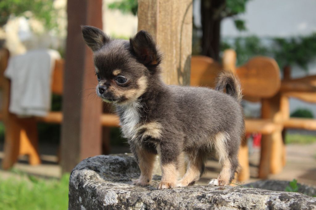 des Terres de la Faisanderie - Chiots disponibles - Chihuahua